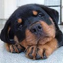 ���� O.l., �����, 59 ��� - ��������� 20 ��� 2015 � ������ ���� ����������
