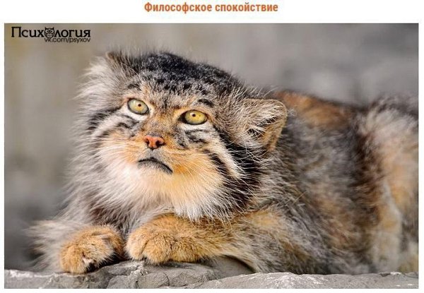 Манулы – самые эмоциональные животные на Земле. Эти удивительные кошки могут изобразить всю палитру ... - 9