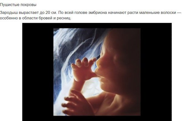 Цена на УЗИ при беременности в Медлайф, сделать УЗИ беременным в Санкт-Петербург