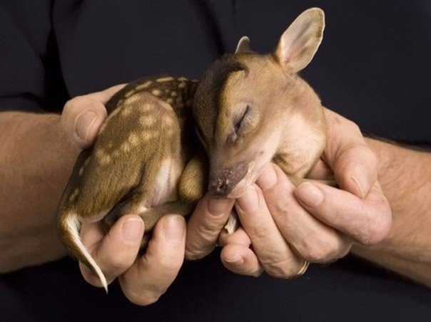     ,     .#animal@travel.blog
