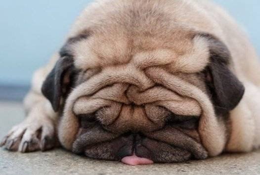   : 1. tired - ['tard] - , ,  tired out - ...