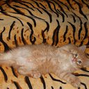  ,  -  2  2015    )))