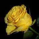 ���� Ya, ������ - ��������� 17 ���� 2015 � ������ ���� ����������