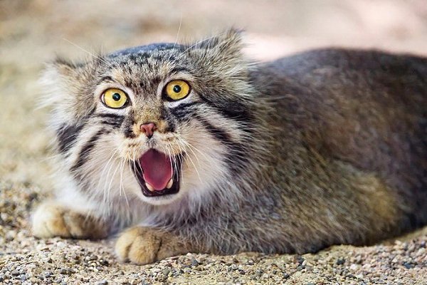 Манулы – самые эмоциональные животные на Земле.#animal@travel.blog - 3