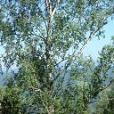 ���� ������, ����������� - ��������� 2 ���� 2015 � ������ ������� ����� ���� 2015�