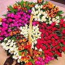 ���� �ia, ������ - ��������� 25 ������� 2015 � ������ ���� ����������