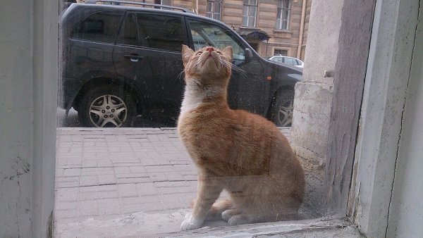 Рубрика #котизм_доброта #питер@catism.Санкт-ПетербургВ центре города скитается вот такое чудо! ...