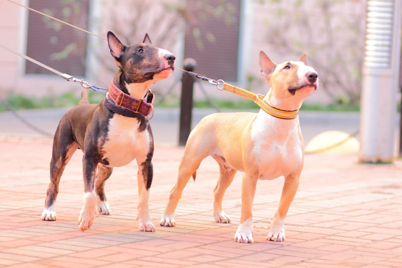 Английский бультерьер. - 13 июля 2015 в 21:25