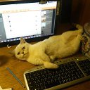 ���� ��������, ������, 43 ���� - ��������� 1 ���� 2015 � ������ ���� ����������