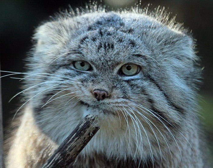       .#animal@travel.blog - 4