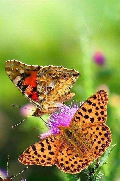 ...����� ��� ������� ������� - 5