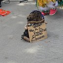 "������� �������" �� ������� ���������� "������� �������" 2015�