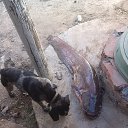 , , 52  -  22  2015    
