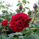  , , 60  -  25  2015     .&quot;&quot;23.05.15.