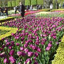 Keukenhof �� ������� ��������� ������