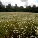  ******, , 53  -  8  2015   