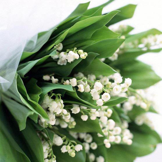 ||  ... || - 8  2015  16:50 - 2