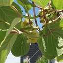 ���� Nik, ���������, 46 ��� - ��������� 4 ���� 2015 � ������ ���� ����������