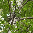 ���� �������, �������, 62 ���� - ��������� 17 ��� 2015 � ������ ���� ����������