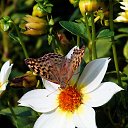 ���� Victor, ������� - ��������� 9 ���� 2015 � ������ ���� ����������