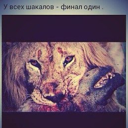 �������, �������, 43 ����