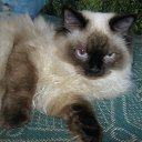 ���� �������, ����, 68 ��� - ��������� 17 �������� 2015 � ������ ������ ��������