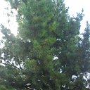 ���� ������� �� ������� ������������ �������