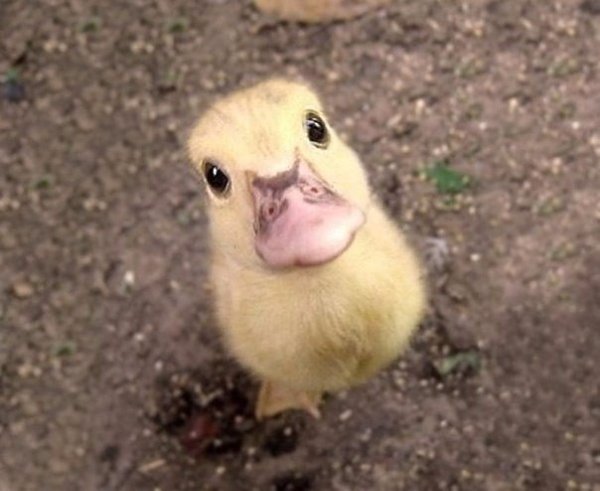 Нет на свете ничего милее, чем недавно увидевшие свет животные.#animal@travel.blog - 5