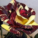 ���� ����, �����, 57 ��� - ��������� 30 ���� 2015 � ������ ������ ��������