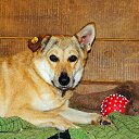 ���� ��� � �������� ������� ������������� ������� ����. �������,�������,�������������,� ��� �� ����������.
��� ������ �������� ����������,� ����� ���� �� ��������� ������������ �� ���� �����,�������� ����������� � ���� ����� �����!
���������� ����������� � ������ ����������� ������� ���� ������!
�.������������
�������: �������
�������:8-916-052-63-10 �� ������� ���������