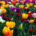 ���� �������, ������ - ��������� 24 ��� 2015 � ������ ���� ����������