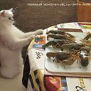 ���� ����, �����-��������� - ��������� 9 �������� 2015