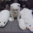 ���� ��������, ����������� - ��������� 18 ��� 2015