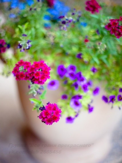 |В| Счастье есть... |В| - 15 мая 2015 в 23:12 - 3