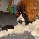 ���� �����, ���������, 43 ���� - ��������� 8 ��� 2015 � ������ ��������....�