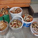 ���� Maslenitsa, ������, 54 ���� - ��������� 8 ������� 2015 � ������ ���� ����������