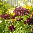 ���� ������ ������ �� ������� ��� ����