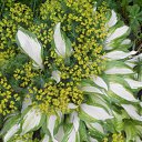  , -, 43  -  17  2015   