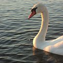 ���� �������, �������� - ��������� 23 ������ 2015 � ������ ��������� �����