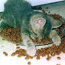 ���� ����, �����-��������� - ��������� 9 �������� 2015