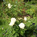 ���� �����, �����-���������, 77 ��� - ��������� 26 ���� 2015 � ������ ���� ����������