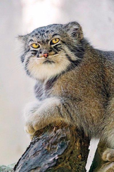 Манулы – самые эмоциональные животные на Земле.#animal@travel.blog