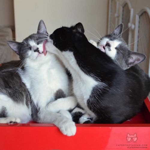  :3