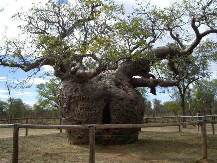 Boab Prison Tree   .  ,       , ...