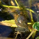 ���� �����, �����, 64 ���� - ��������� 9 ���� 2015 � ������ ����� ���� ���� (07.06.2015)�