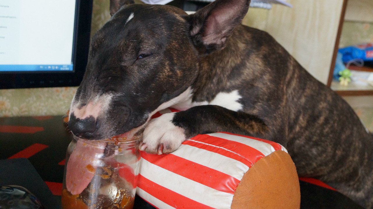 Английский бультерьер. - 13 июля 2015 в 21:25