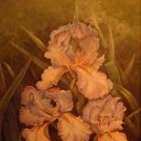 ���� Moryak, ������� - ��������� 1 ������� 2015 � ������ ���� ����������