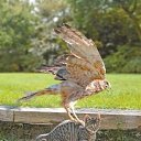 ���� �����, �����, 48 ��� - ��������� 18 ������� 2015 � ������ �10�