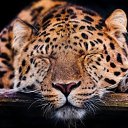  Elena....,  -  28  2015    