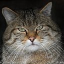  , -, 35  -  13  2015    